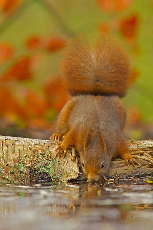 bel ecureuil a soif